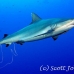 shark_greyreef_kk_h_0705_png1542.jpg